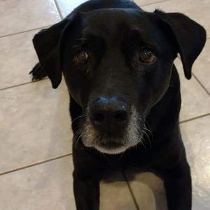 Meet your Posher, Joe